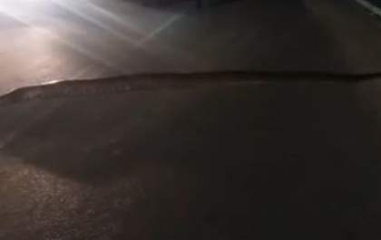 Policiais flagram sucuri de seis metros atravessando avenida em MS