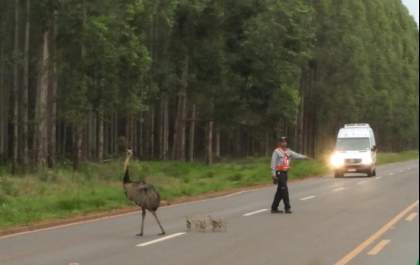 Ema e filhotes são flagradas atravessando estrada que dá acesso a Fibria