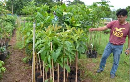Áreas Verdes ganharão novas espécies de árvores