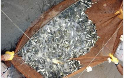 Concessionária da Usina Jupiá solta 40 mil peixes na Bacia do Paraná