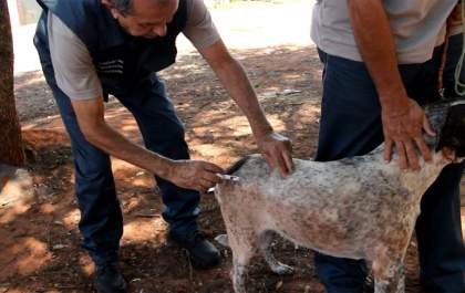 Campanha de Vacinação Antirrábica terão pontos no Pereira Jordão, Jardim Europa e Vila Mineira