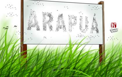 MMA: Mosquito e mato em Arapuá 