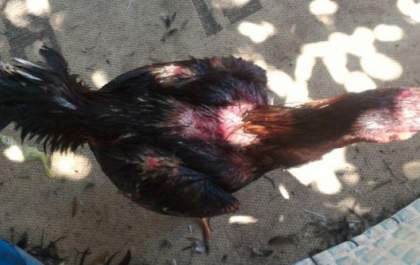 Aves apreendidas em rinha de galo estão mutiladas, diz polícia