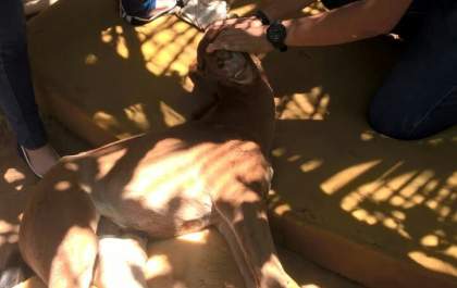 Depois de agonizar por algum tempo, cavalo é salvo no Jardim Esperança