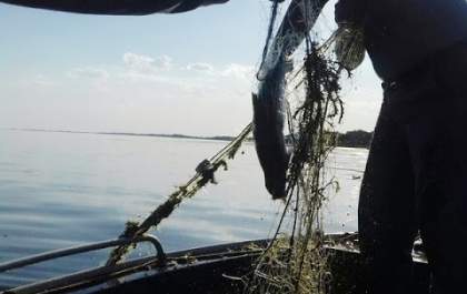 Polícia Ambiental recolhe 500 metros de redes de pesca armadas irregularmente no Rio Paraná