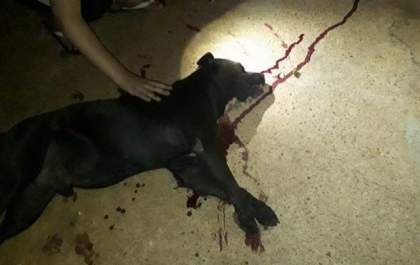 PM é atacado por cão Pit Bull solto na rua