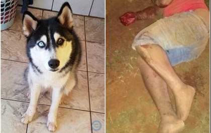 Cachorra late para chamar atenção até vítima de acidente ser encontrada