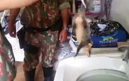 Gambá em máquina de lavar roupa é capturado pela PMA