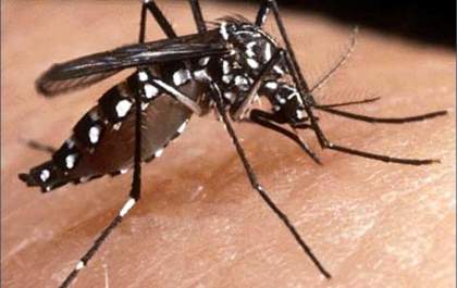 Mato Grosso do Sul registra 91% de redução nos casos de dengue