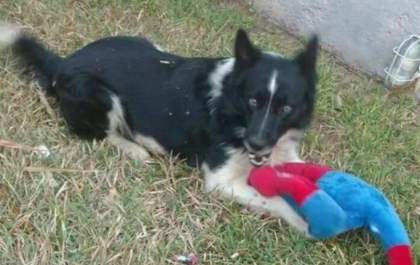 Moradores acusam vizinho de matar cachorro a tiros
