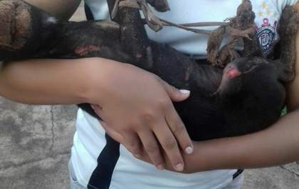 Cadela é abandonada com as quatro patas amarradas e com sinais de queimaduras pelo corpo em Três Lagoas