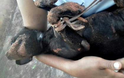 Morre cadelinha encontrada em Três Lagoas com patas amarradas e com corpo queimado