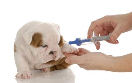Protetoras criam Campanha de Prevenção à Diabetes animal