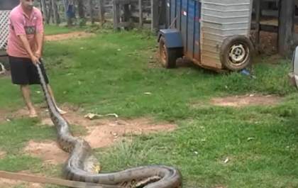 Moradores capturam sucuri que havia engolido capivara