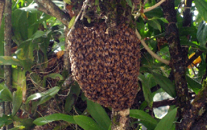 Trabalhador atinge enxame com trator e morre atacado por abelhas