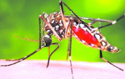 Aumento dos casos de dengue preocupa estado e municípios