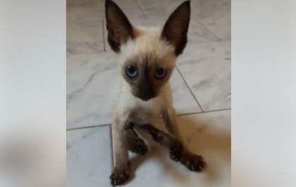 Gatinha paraplégica tem final feliz após ser adotada