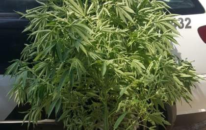 PM apreende pé de maconha em área verde