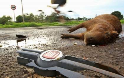 Capivara é encontrada morta após ser atropelada em avenida movimentada
