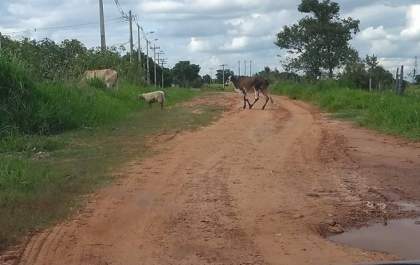 Moradores da estrada municipal Marcelo Basso pedem providências das autoridades
