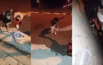 Rapaz é flagrado dando bebida alcoólica para cachorro