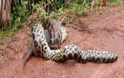Cineasta filma sucuri engolindo tatu-galinha no Pantanal