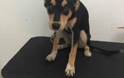 Jovem se defende e nega ter dado whisky para cachorra