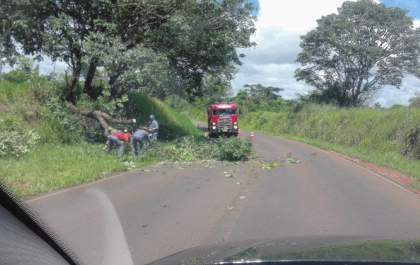 Árvore interrompe meia pista de vicinal e leva risco a motoristas