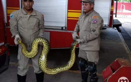 Bombeiros capturam sucuri de três metros que vivia escondida