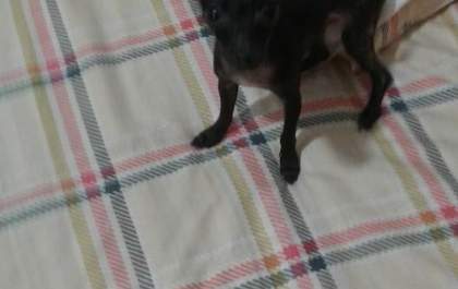 Mulher tenta localizar cachorrinha desaparecida em Três Lagoas