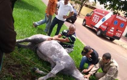 Cavalo é morto por abelhas em cidade de MS