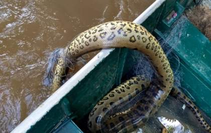 Sucuri é encontrada morta presa à rede de pesca no Salto Botelho