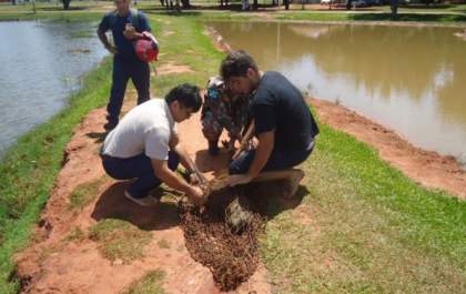Equipe da SEMEA captura capivara machucada na Lagoa Maior de Três Lagoas