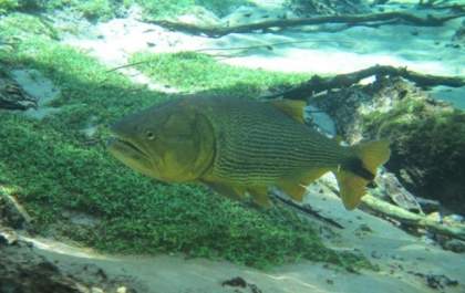 Aprovado projeto que proíbe a pesca do Dourado no Estado de SP