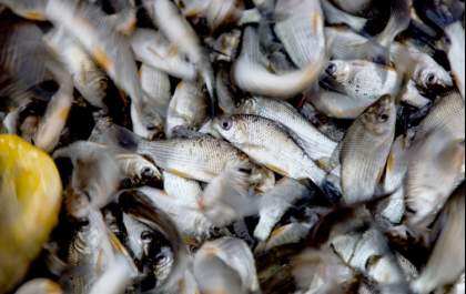 CTG Brasil solta 2,14 milhões de peixes nos reservatórios de Jupiá e Ilha Solteira