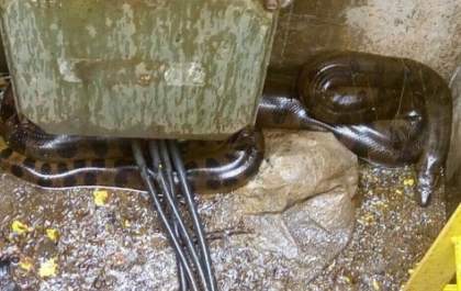 Sucuri é capturada por bombeiros em hidrelétrica da região
