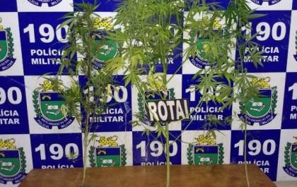Polícia apreende pés de maconha em residência no bairro Vila Verde