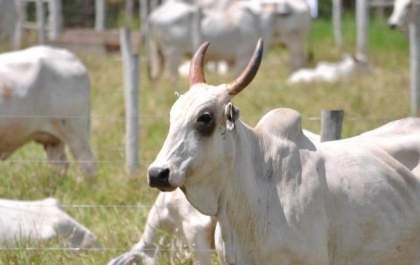 Apesar de ano turbulento, exportação de carne bovina de MS dispara 32%