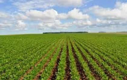 Cadastramento das áreas de produção de soja em MS vai até 10 de janeiro