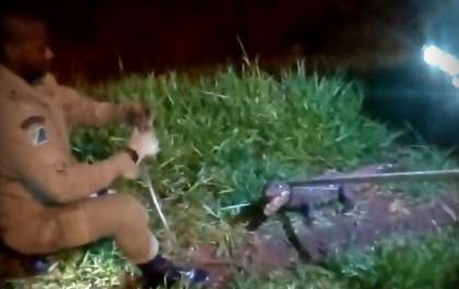 Jacaré ferido é resgatado na BR - 262