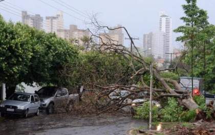 Temporal derruba árvores e causa transtornos em Campo Grande