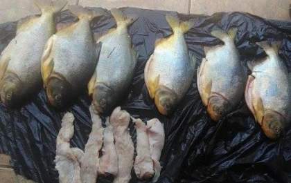 Em dois meses de Piracema, polícia apreende 1,2 mil quilos de pescado