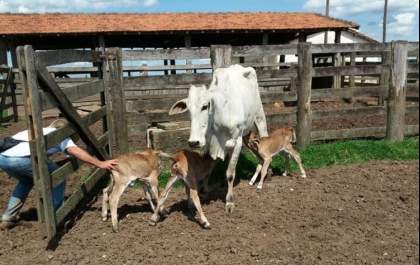 Vaca dá à luz três bezerros e surpreende criadores em fazenda no interior de SP