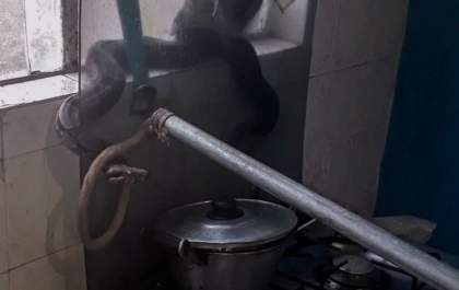 Moradora leva susto ao fazer café e achar jiboia no fogão
