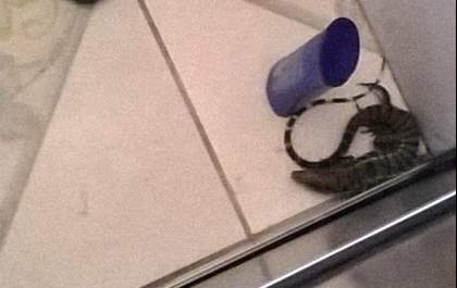 Lagarto é capturado dentro de banheiro de escola
