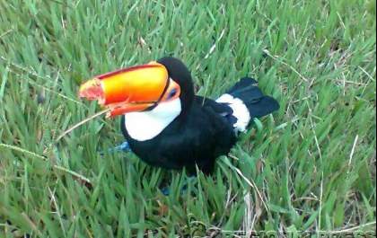 Tucano é resgatado pela PM em vicinal de Santo Antônio do Aracanguá