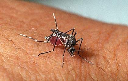 Casos de dengue têm queda de 89% em Mato Grosso do Sul