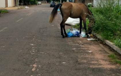 Cavalo solto nas ruas podem representar ameaça perigosa