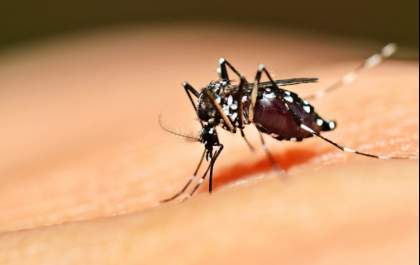 Com 3 casos registrados, mortes por dengue têm redução de 84% em MS