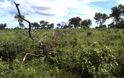 Pecuarista leva multa de R$ 10,5 mil por desmatar área em Bonito